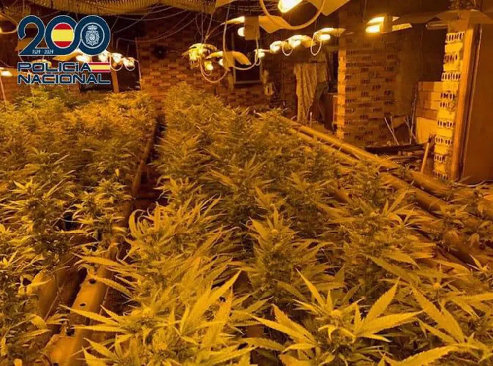 PLANTACION DE MARIHUANA