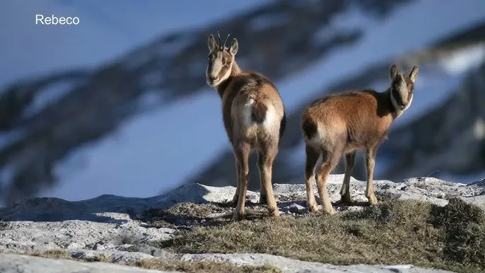 JORNADAS DE DIFUSION DE LA MONTAÑA LEONESA