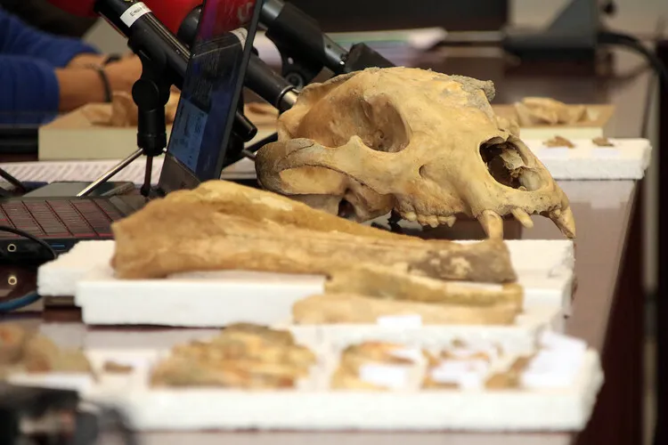 RESTOS DE FAUNA DEL CUATERNARIO EN CUEVAS DE LA PROVINCIA DE LEON