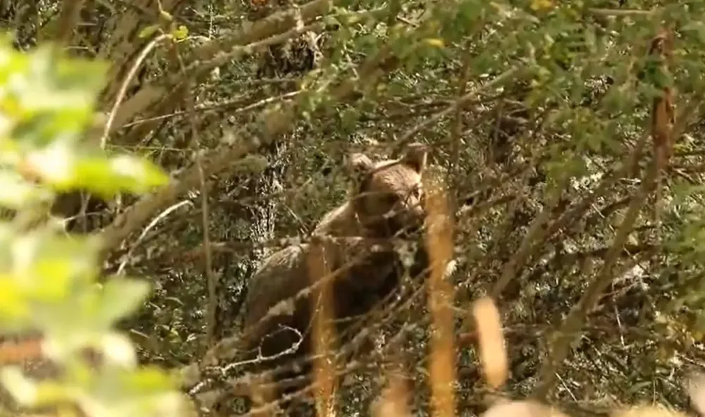 El osezno en el centro de aclimatación de Valsemana - JCYL