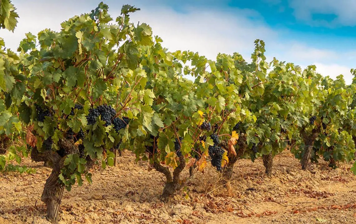 vinedo_de_la_do_leon