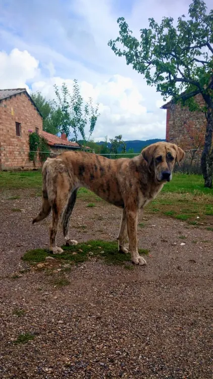LA MASTINA DE LA GORGORITA