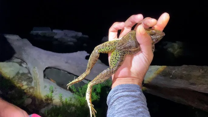 PESCA DE RANAS
