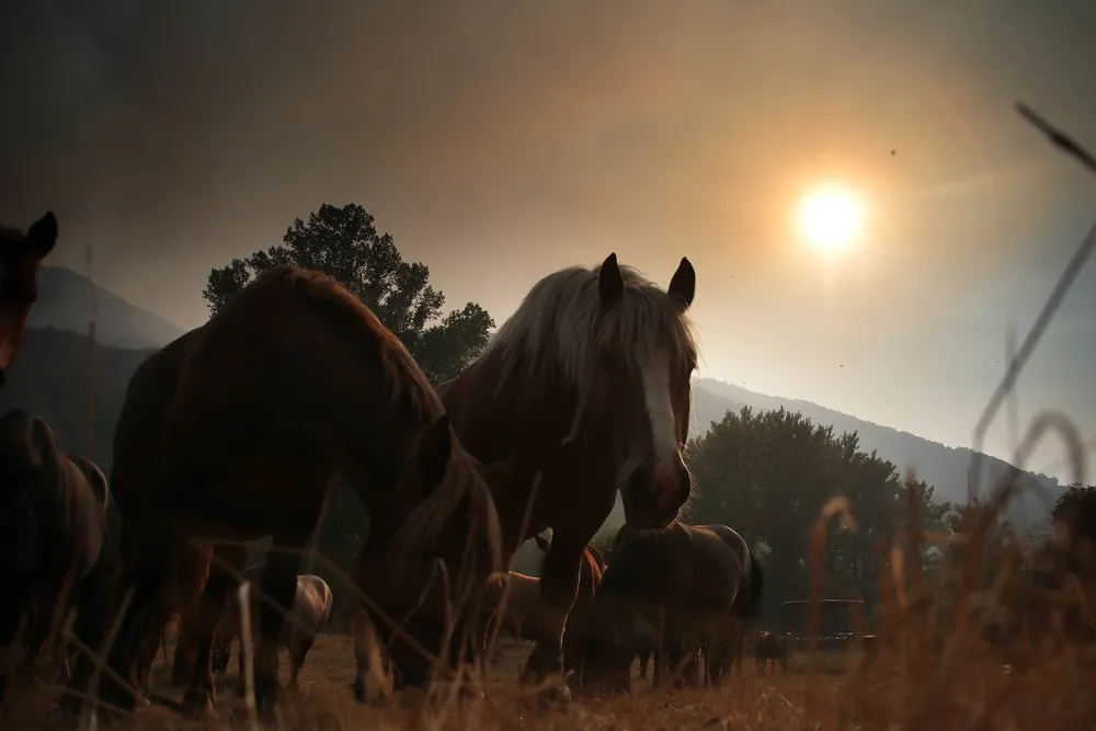 INCENDIO DE FASGAR EN FASE 2