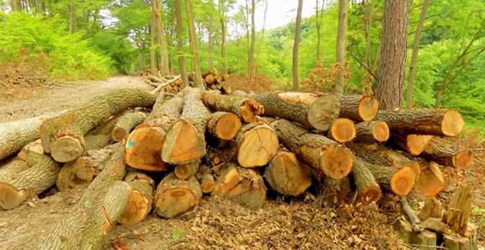 CULTIVOS FORESTALES