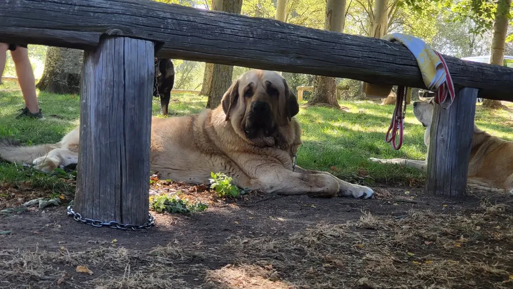 Ejemplar de mastín leonés, una de las razas que puede acogerse a las ayudas - DIPUTACIÓN DE LEÓN