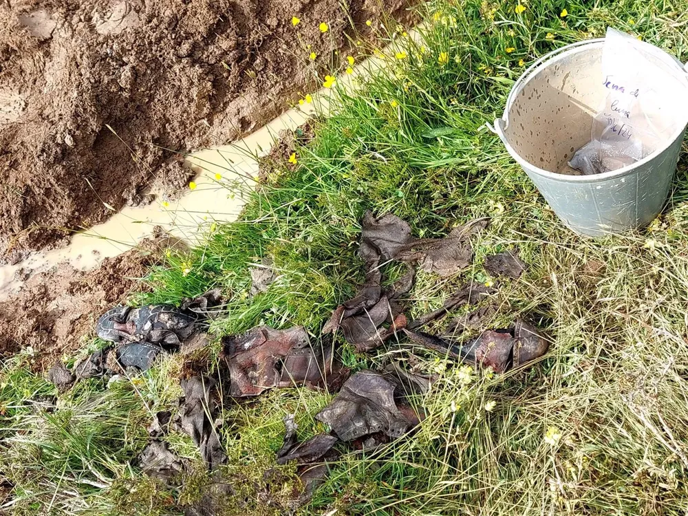 RESTOS HALLADOS EN FOSA COMUN