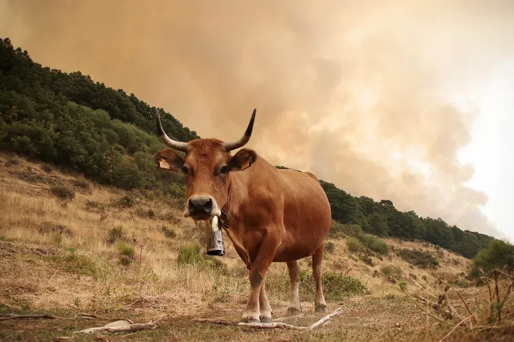 GANADO PROXIMO AL INCENDIO DE FASGAR